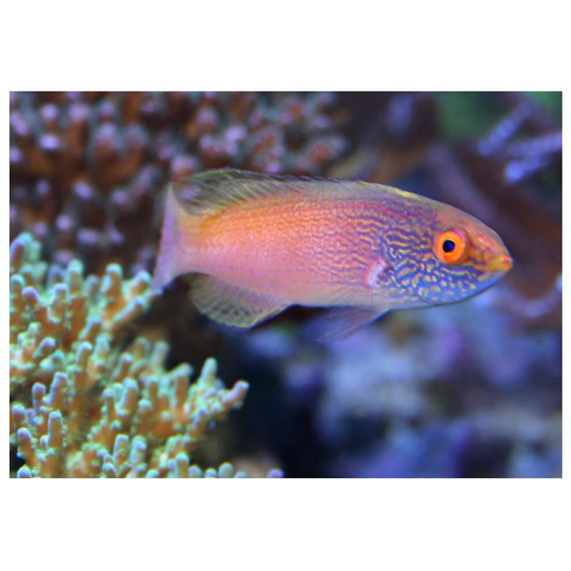 Cirrhilabrus filamentosus - imagine 5